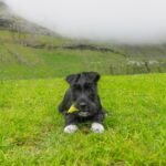 Vuffeli – Chicken & Rice: Puppy