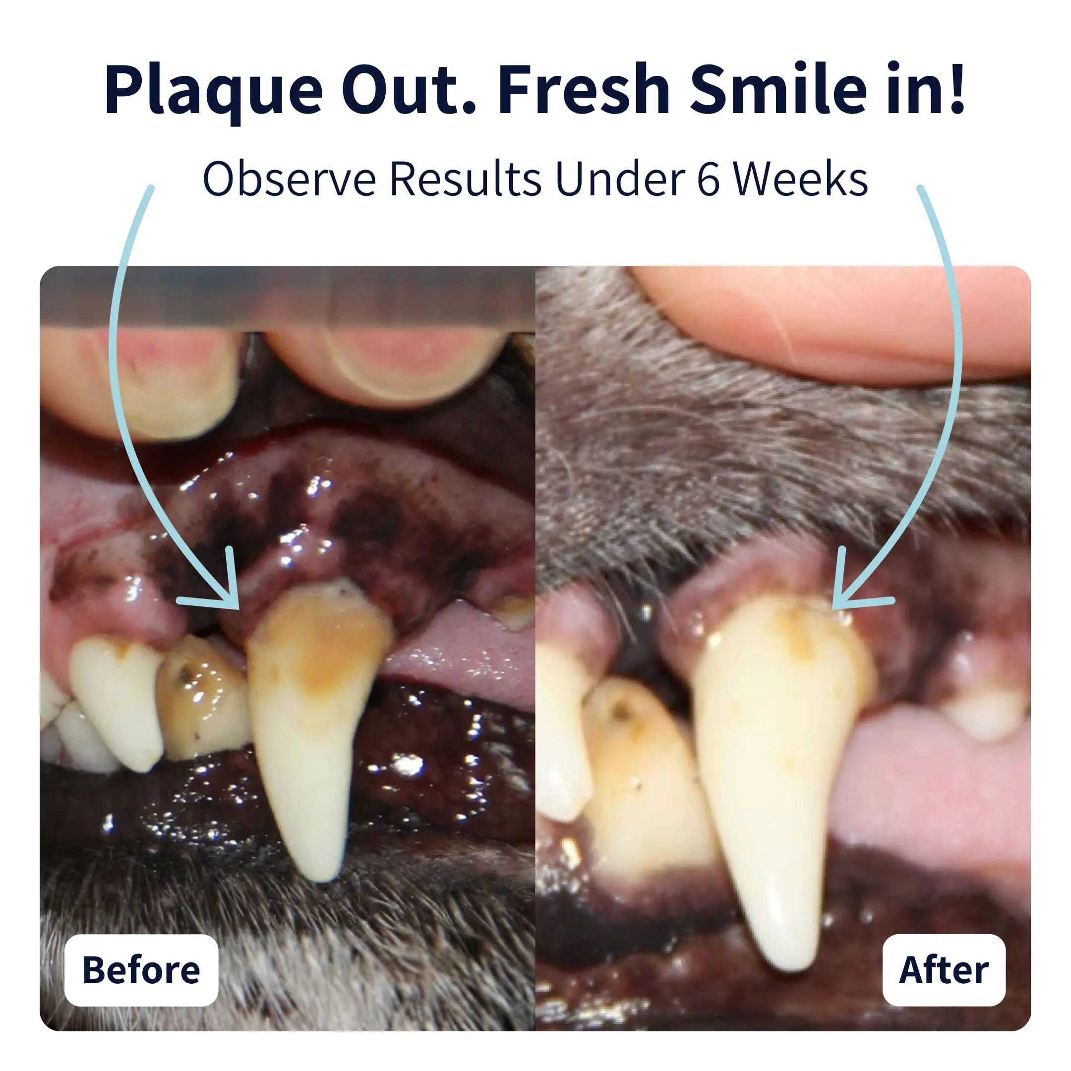 Tipaw - Dental Care