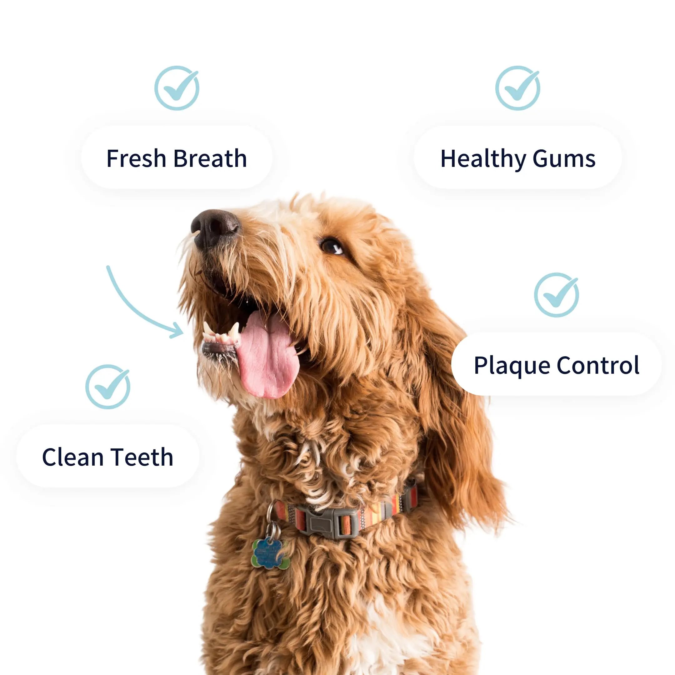 Tipaw - Dental Care