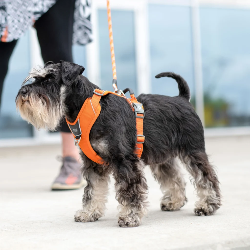 Comfort Walk Pro™ Hundareim