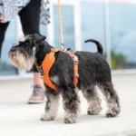 Comfort Walk Pro™ Hundareim