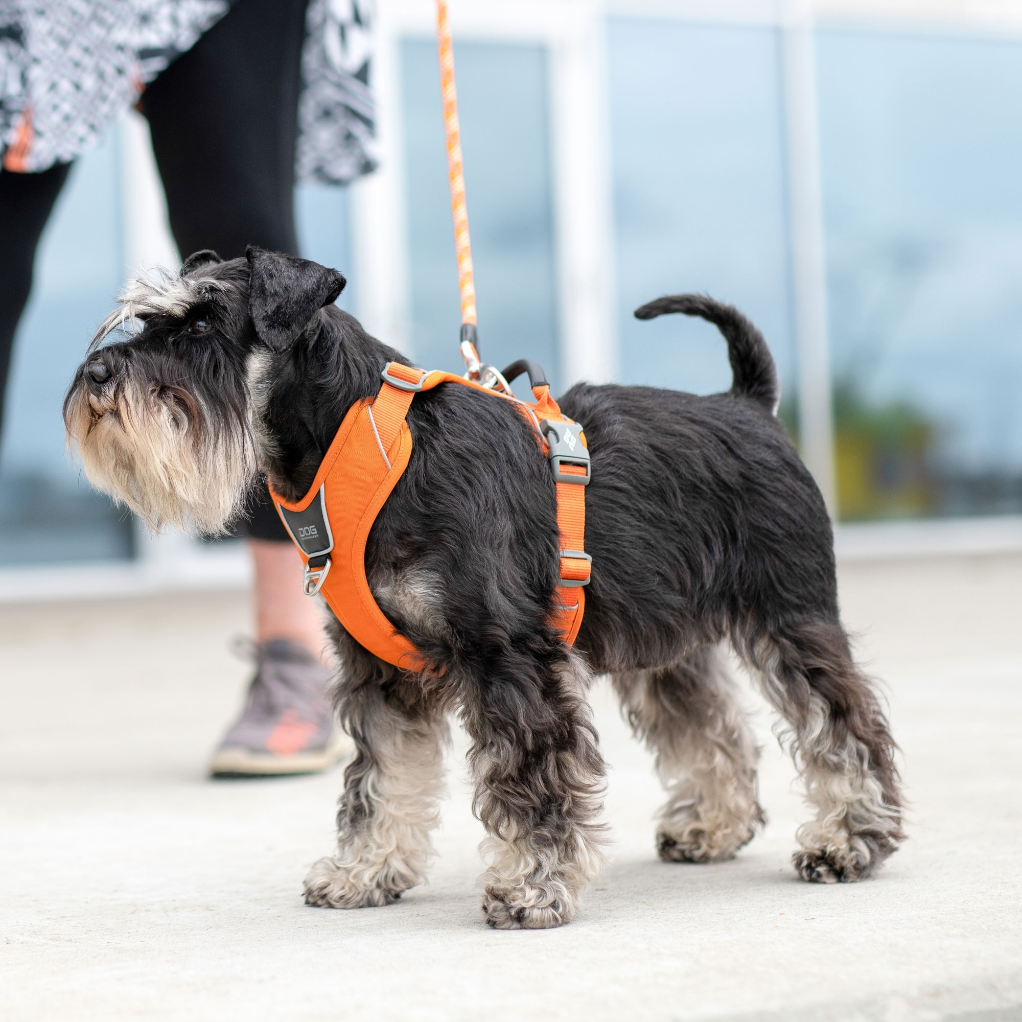 Comfort Walk Pro™ Hundareim