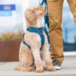 Comfort Walk Pro™ Hundareim