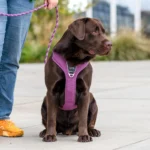 Comfort Walk Pro™ Hundareim