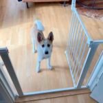 DogSpace Lassie Pressure Fitted Pet gate, white