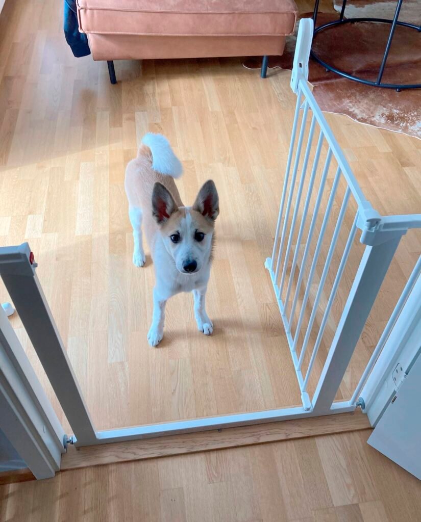 DogSpace Lassie Pressure Fitted Pet gate, white