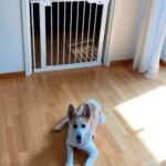 DogSpace Lassie Pressure Fitted Pet gate, white