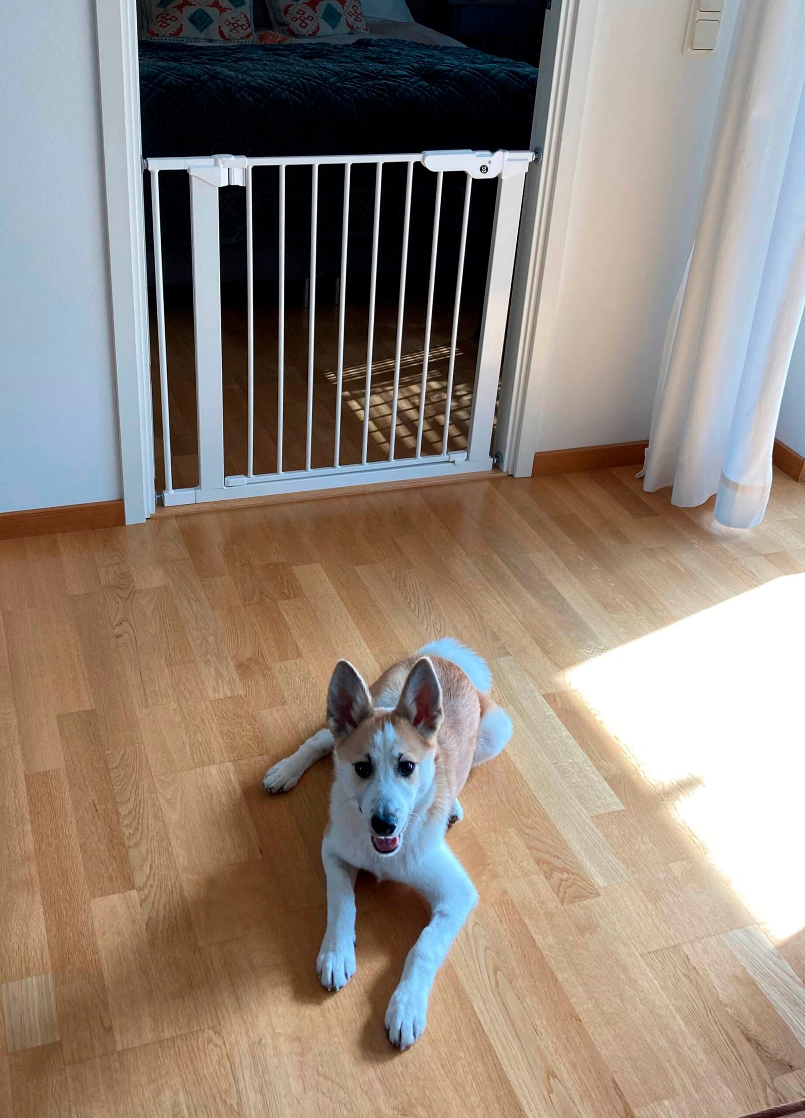 DogSpace Lassie Pressure Fitted Pet gate, white