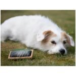 Bamboo Groom karte med dubber, large