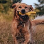 Beco Natural Rubber Stick, gul