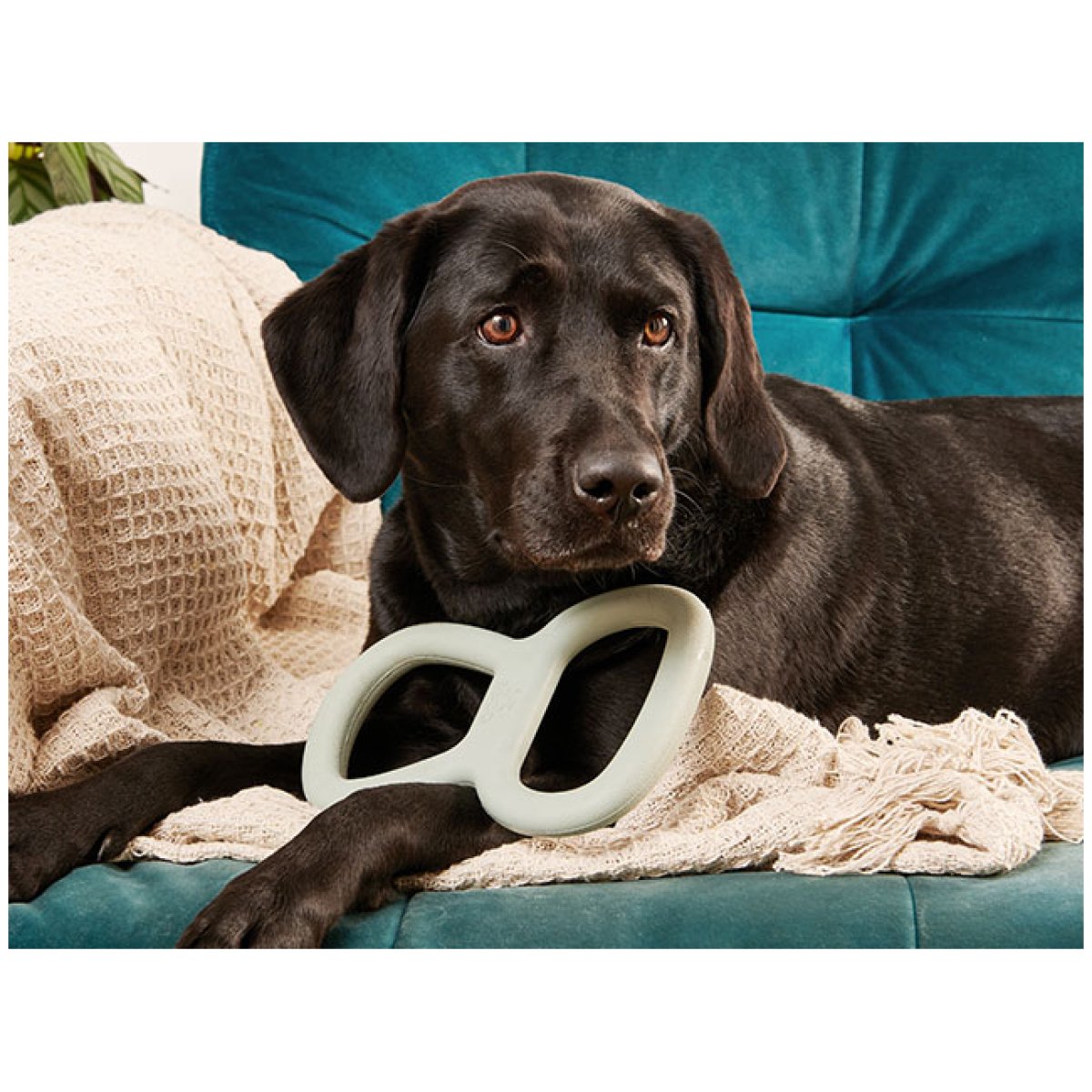 Beco Natural Rubber Tugger