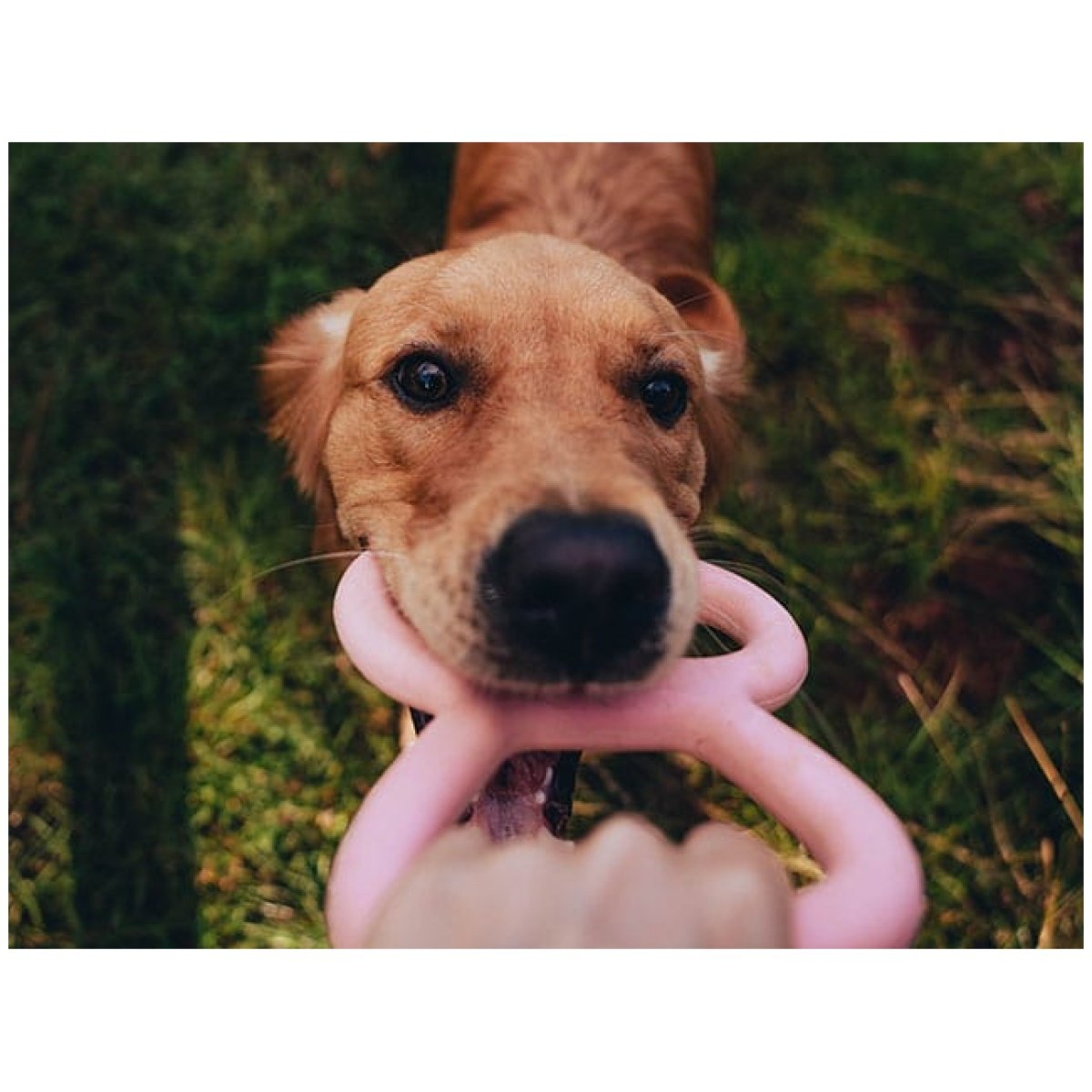 Beco Natural Rubber Tugger