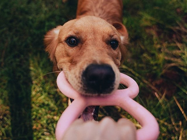 Beco Natural Rubber Tugger
