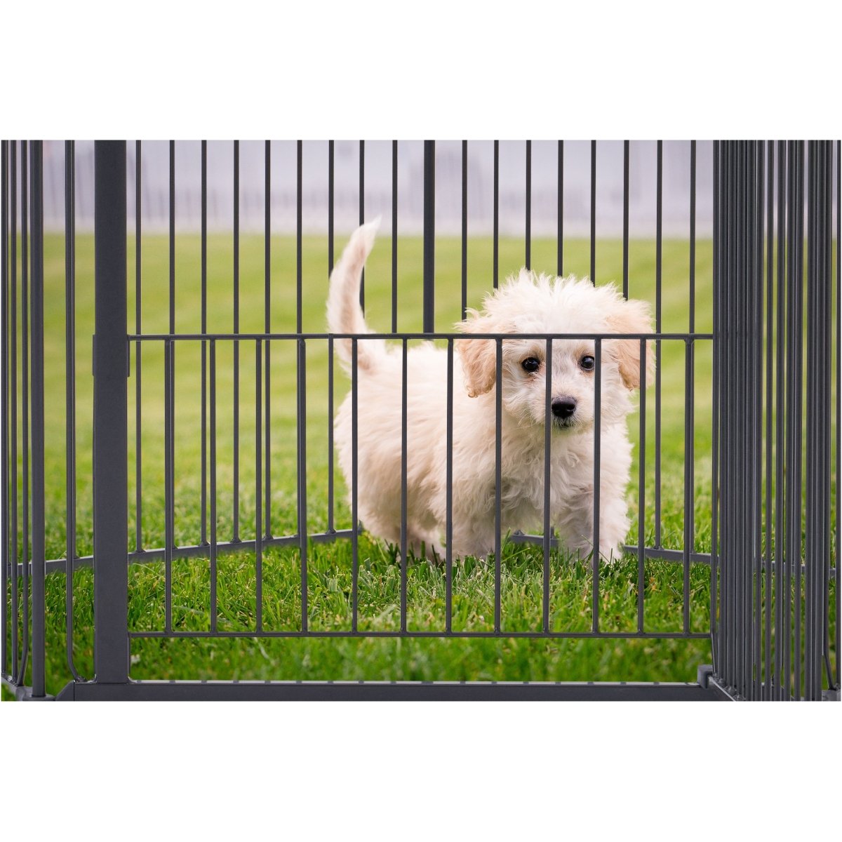 DogSpace King Mommy+ Supreme PuppyStay Pen / Room, Black
